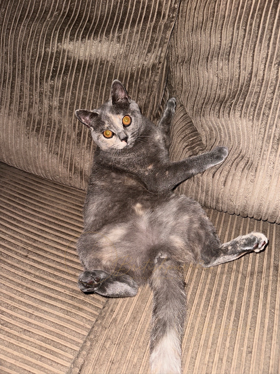Coco